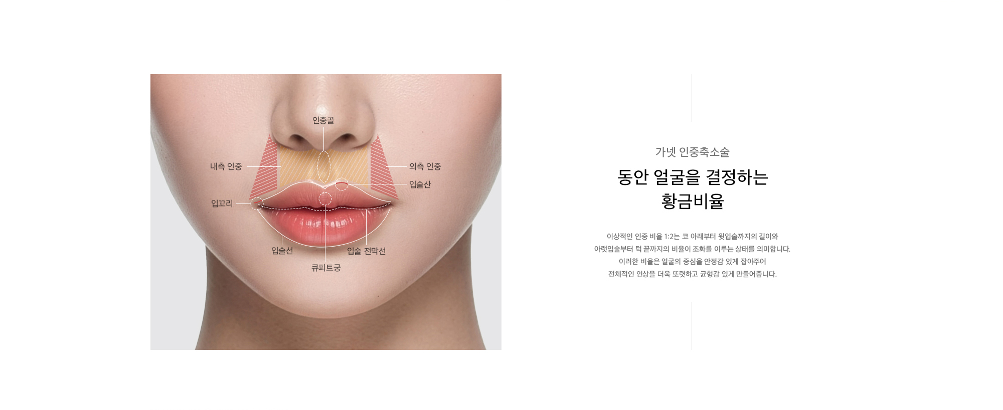 이상적인 인중 비율 1:2는 코 아래부터 윗입술까지의 길이와 아랫입술부터 턱 끝까지의 비율이 조화를 이루는 상태를 의미합니다. 이러한 비율은 얼굴의 중심을 안정감 있게 잡아주어 전체적인 인상을 더욱 또렷하고 균형감 있게 만들어줍니다.
