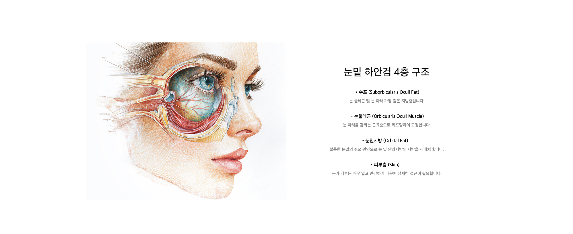 눈밑 하안검 4층 구조 수프 (Suborbicularis Oculi Fat) : 눈 둘레근 및 눈 아래 가장 깊은 지방층입니다. 눈둘레근 (Orbicularis Oculi Muscle) 눈 아래를 감싸는 근육층으로 리프팅하여 고정합니다. 눈밑지방 (Orbital Fat) 불룩한 눈밑의 주요 원인으로 눈 밑 안와지방의 지방을 재배치 합니다. 피부층 (Skin) 눈가 피부는 매우 얇고 민감하기 때문에 섬세한 접근이 필요합니다.